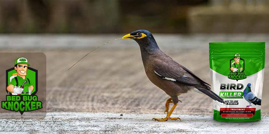 Onde encontrar o melhor repelente para pombos e aves?