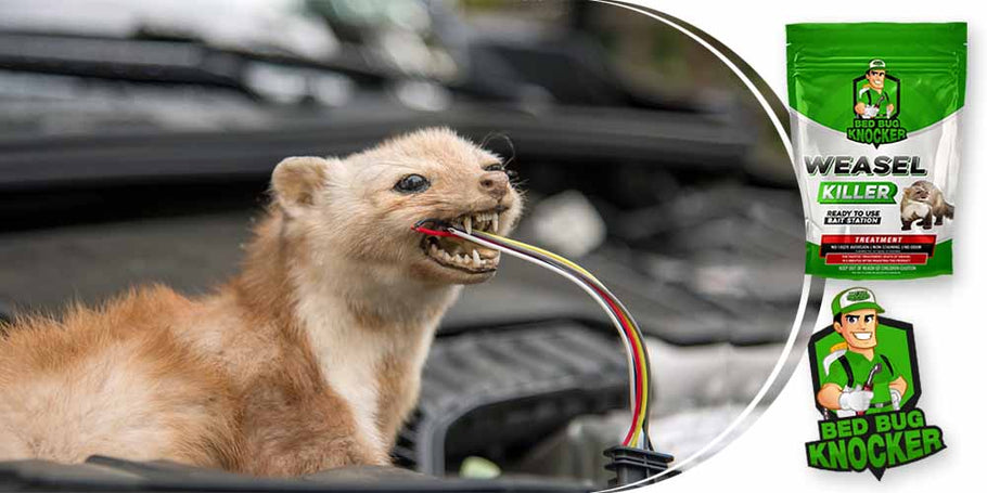 As doninhas frequentemente cortam os cabos elétricos do carro. Como prevenir eficazmente este problema?