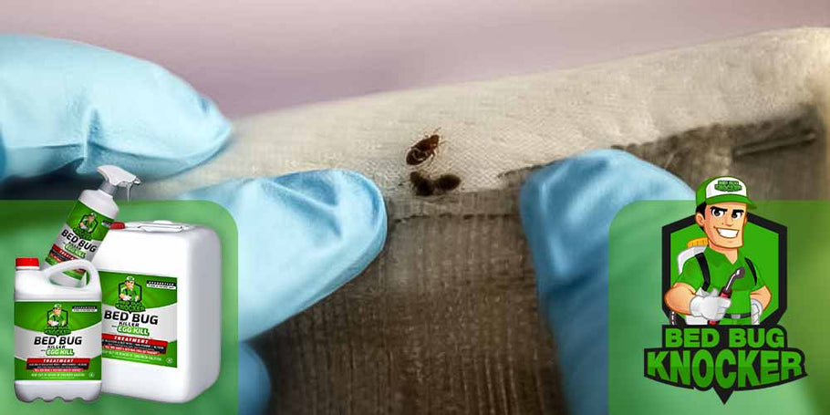 Como usar o repelente de percevejos Bed Bug Knocker?