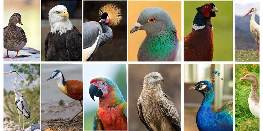 Como se livrar dos pombos e outras espécies de aves?